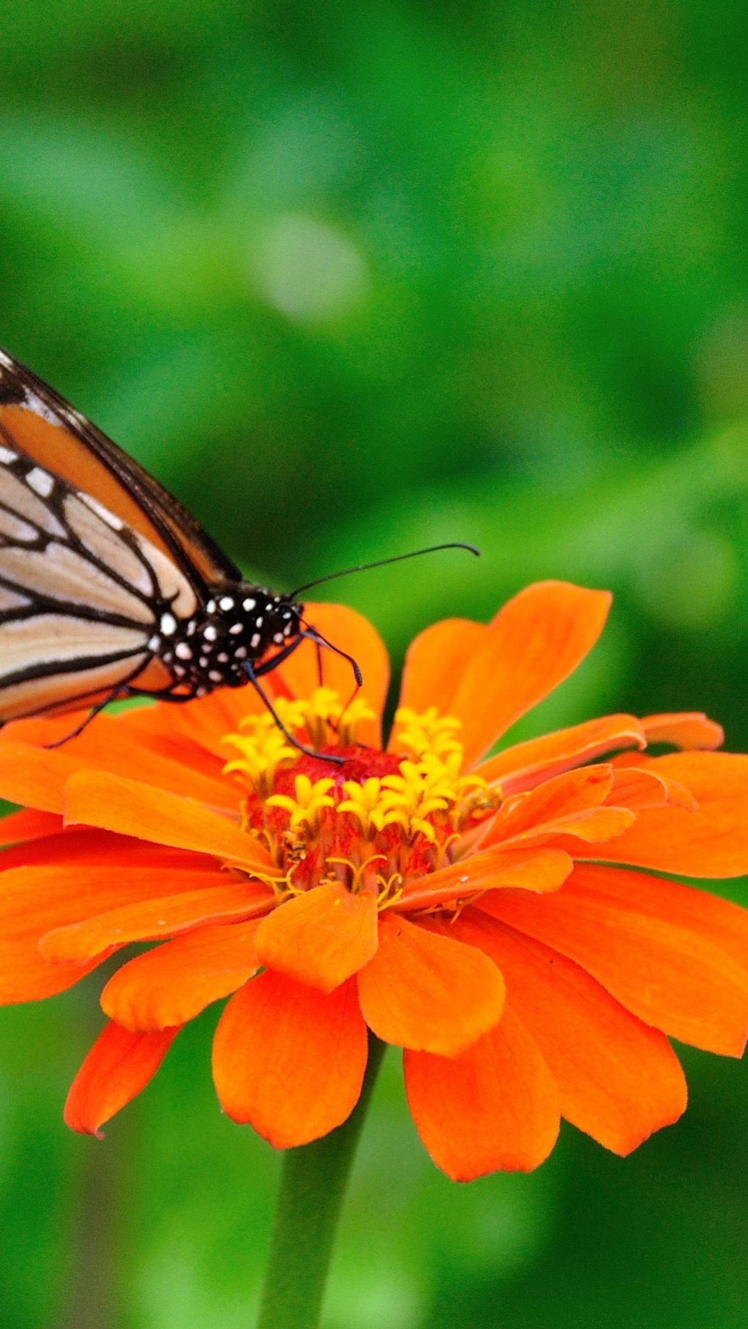 Butterfly wallpaper download for android pc